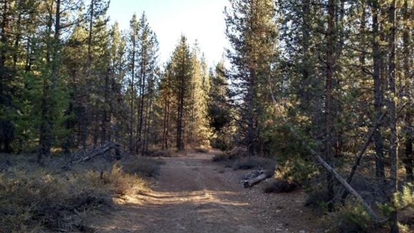 4800 Bear Flat (NF 86), Chemult, OR 97731